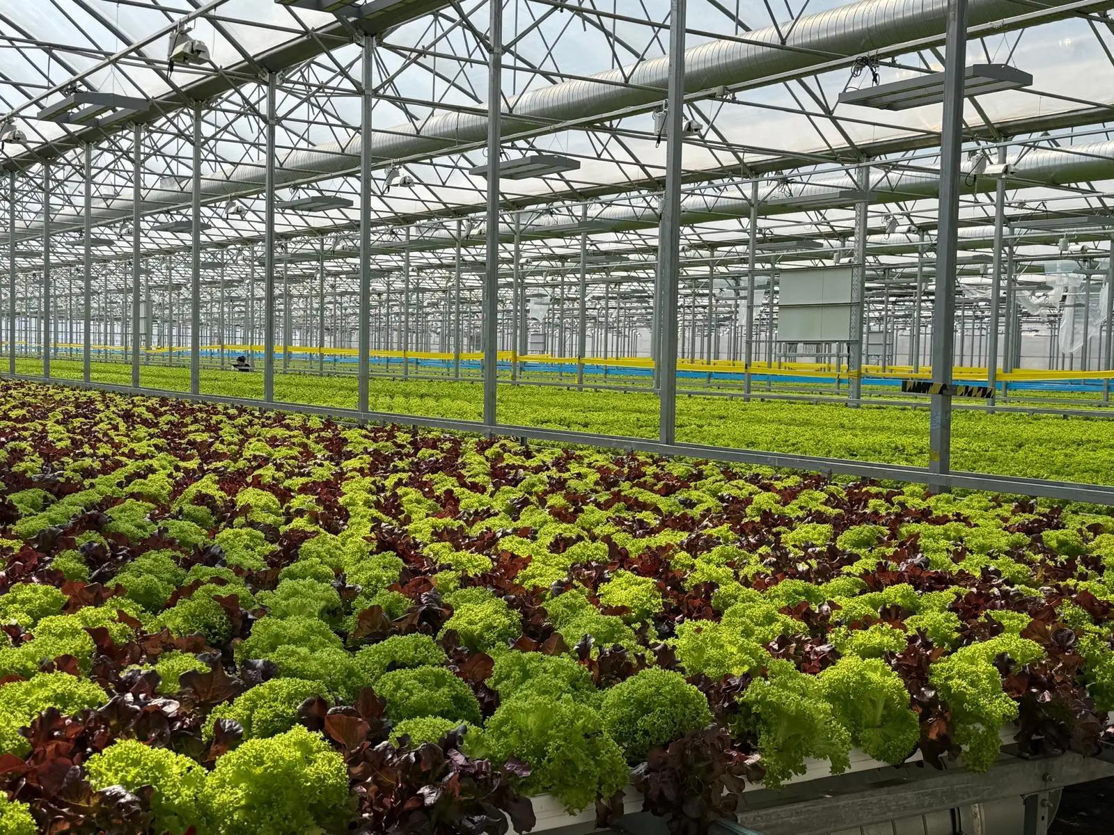 ZQ Node Greenhouses series